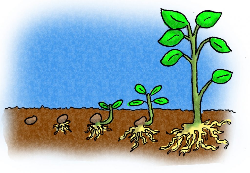 Tree Life Cycle - Dot Environment