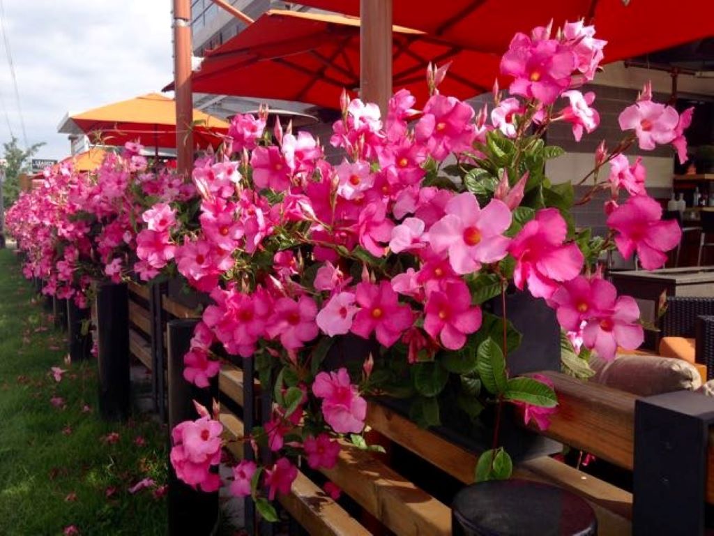 Dipladenia Varieties and Ultimate Care Guide for Growth