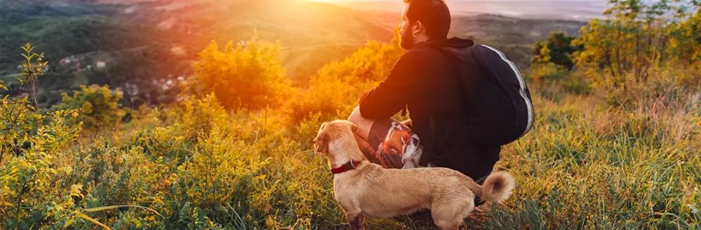 A happy dog exploring a scenic vacation spot with its owner, representing dog-friendly travel adventures